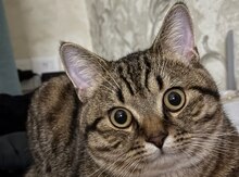 Кот в добрые руки