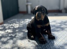 Doberman balası 