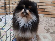 Померанский щпиц 