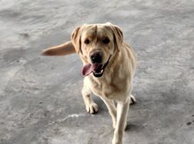 Labrador Retriver