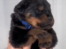 Rotveyler