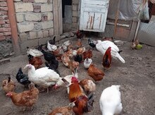 Kənd toyuqları