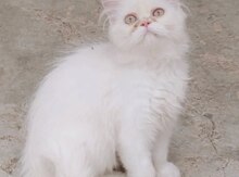 Pers pişiyi