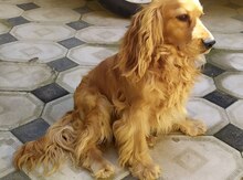 Koker spaniel