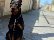 Doberman