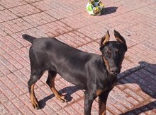 Doberman