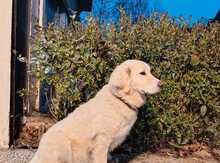 Labrador Retriver 