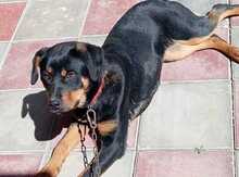 Rotveyler