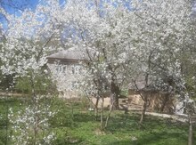 Bağ evi kirayə verilir, Quba r.