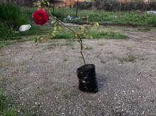 Qızılgül