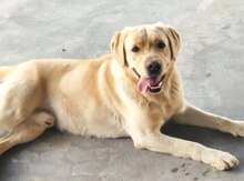 Labrador Retriver 