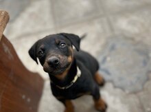 Doberman balası