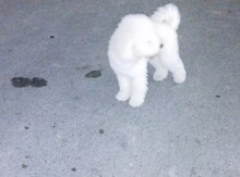 Pudel (cütləşdirmək üçün)