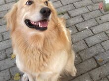 Rotveyler 