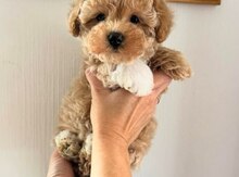 Toy poodle balası