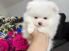 Micro pomerian boo balası