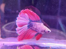 Betta balığı