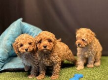 Toy Poodle balası