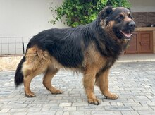 Alman ovçarkası (cütləşdirmək üçün)