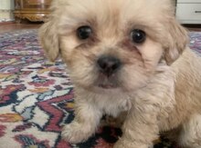 Pudel