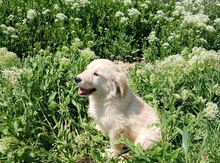 Golden Retriver 