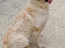 Golden Retriver  