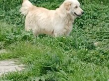 Labrador Retriver