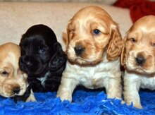 Koker Spaniel balaları