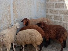 Qoyunlar və quzular 