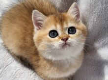Шиншиллы 