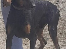 Doberman