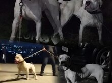 Doq Argentino