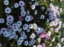 Ostoespermium