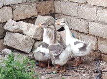 Qazlar