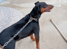 Doberman (cütləşdirmək üçün)