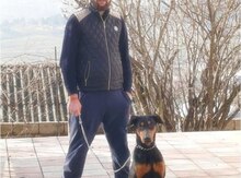 Doberman