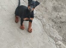 Doberman