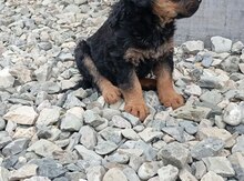Rotveyler balaları