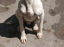 Pointer 