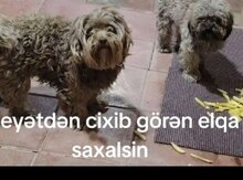 İt itirilib 