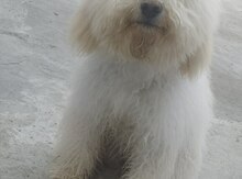 Pudel
