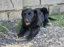 Labrador 