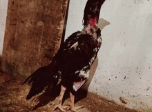 Heyratı