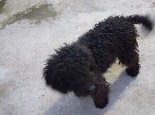 Pudel