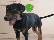 Doberman