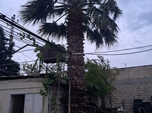 Palma ağacı 