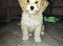 Pudel