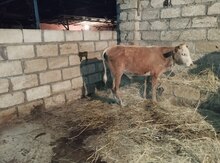 Danalar