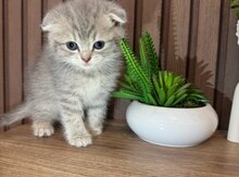 Şotland pişiyi balaları