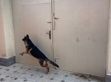 German shepherd
